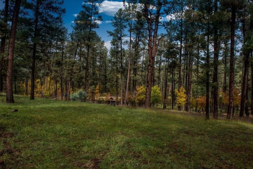 Bear Country Cabin