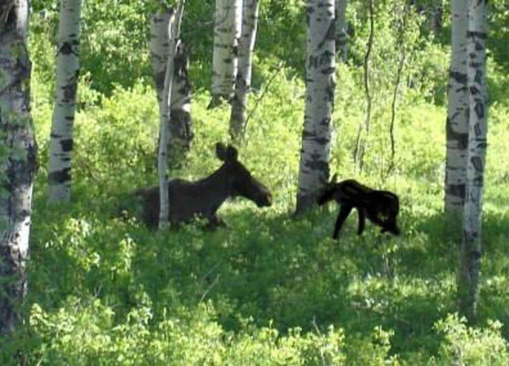 The Aspen Moose Vacation Cabin