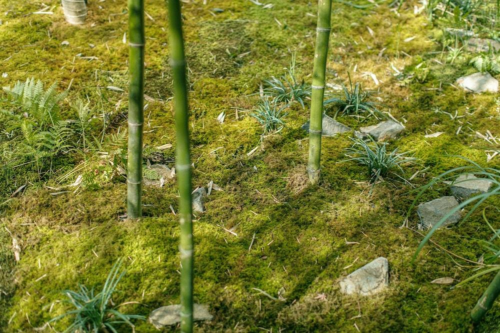 Kyoto Yura Hotel Nijo Jo Bettei MGallery