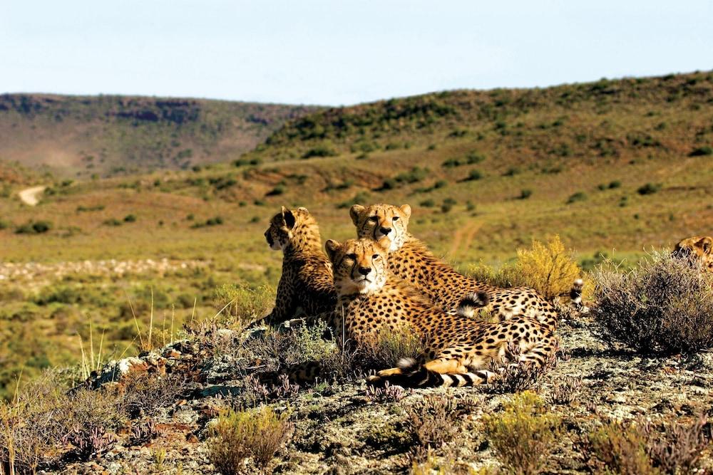 Gondwana Family Lodge Sanbona Wildlife Reserve