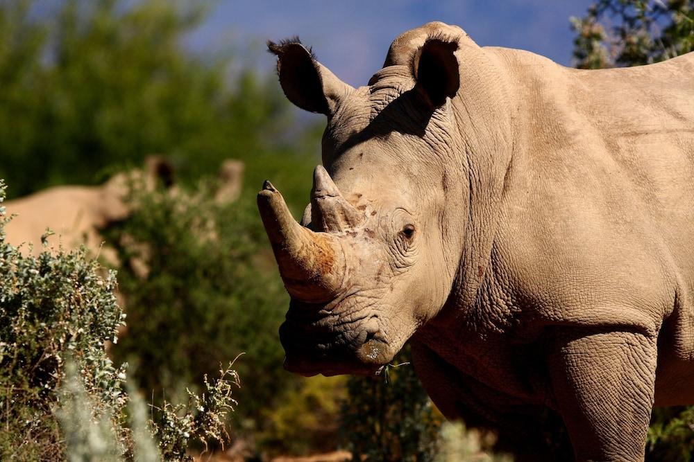 Gondwana Family Lodge Sanbona Wildlife Reserve