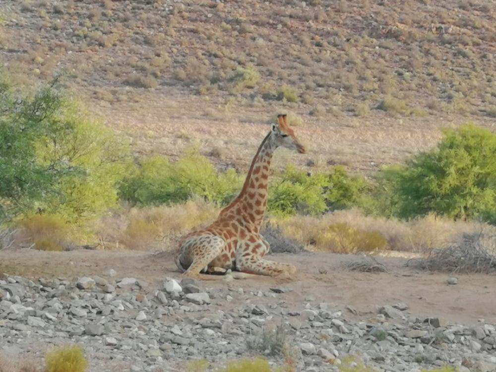Gondwana Family Lodge Sanbona Wildlife Reserve