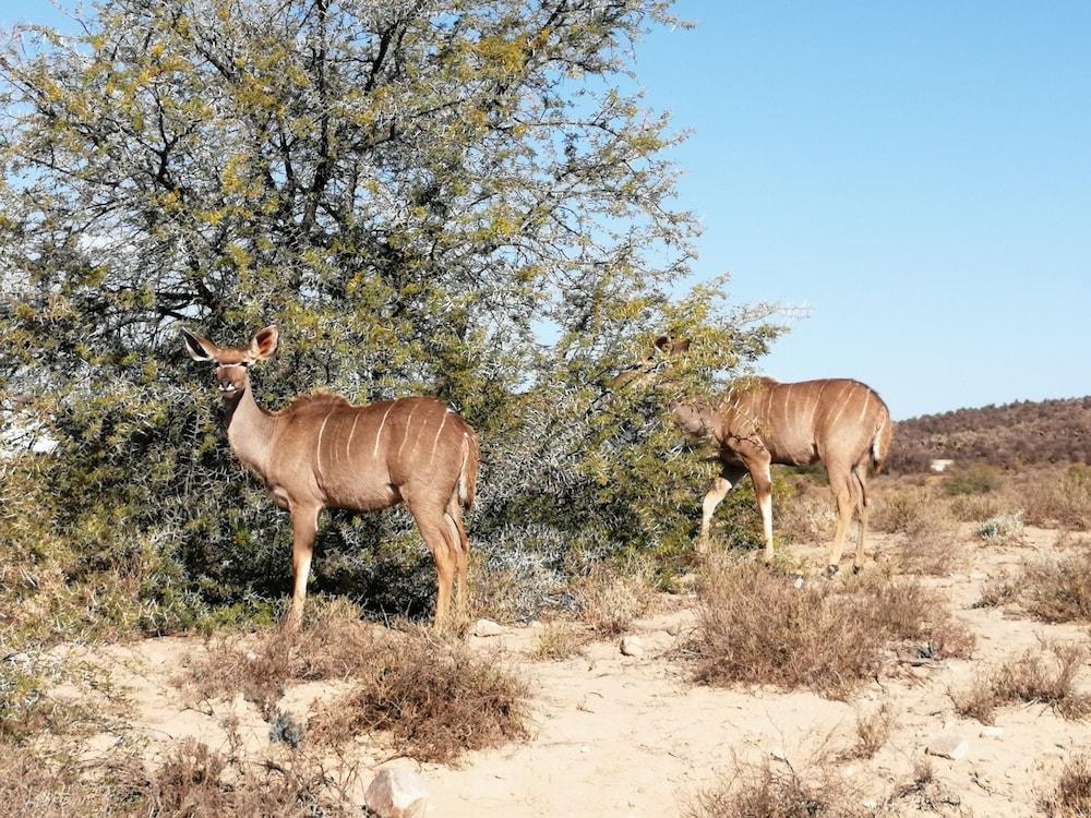 Gondwana Family Lodge Sanbona Wildlife Reserve