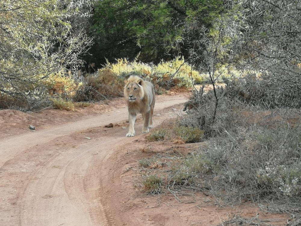 Gondwana Family Lodge Sanbona Wildlife Reserve