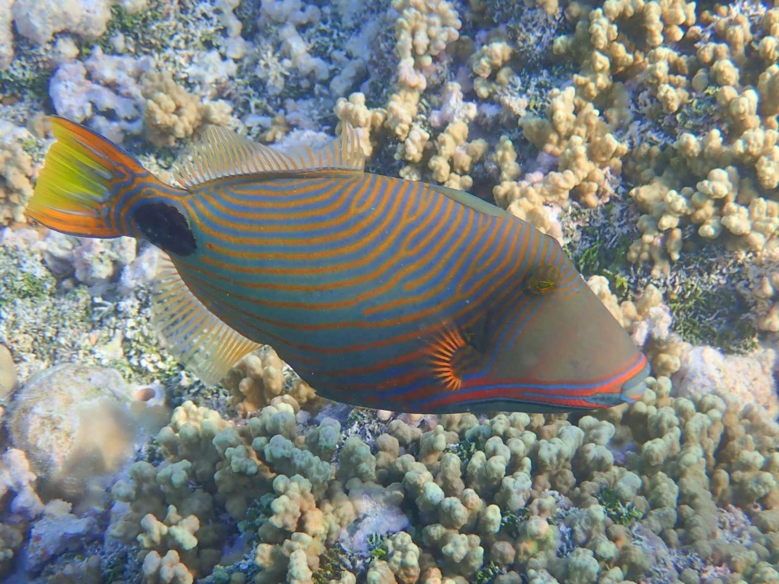 Rangiroa Tiputa Lodge B&B