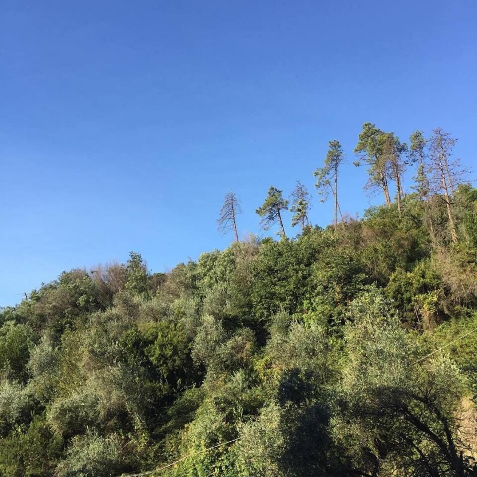 Il Capriolo Bed&Breakfast