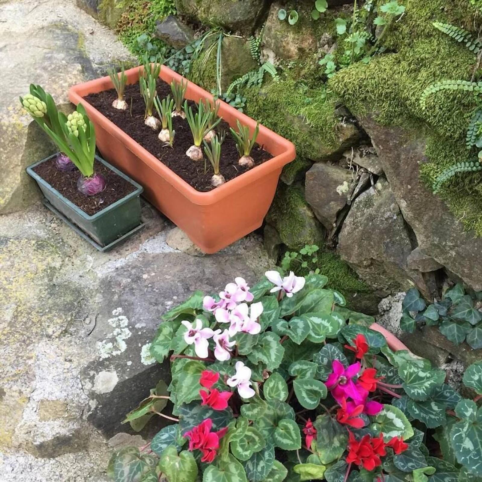 Il Capriolo Bed&Breakfast