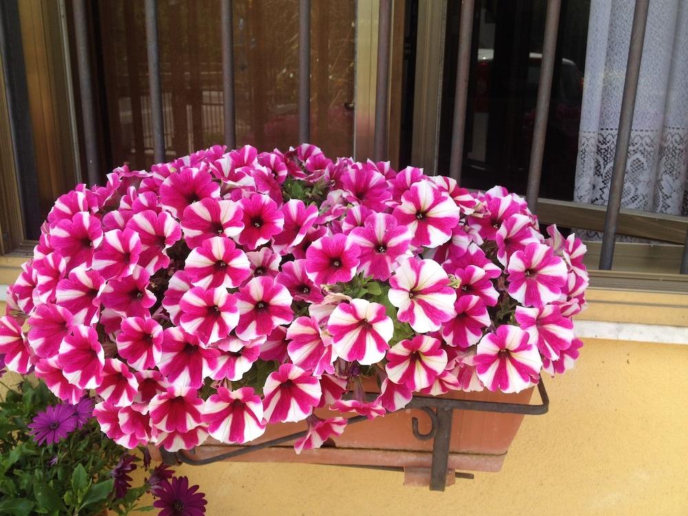 B&B Il Giardino Sul Mare