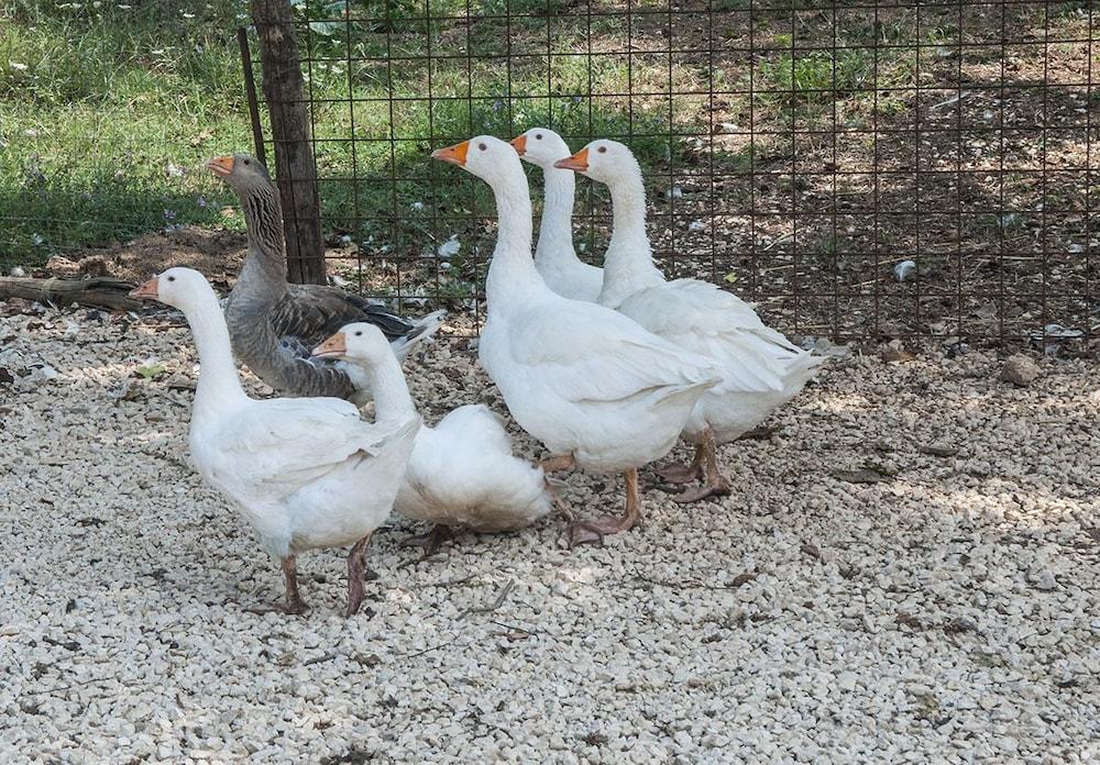 Agriturismo Kelle Terre