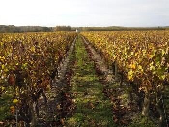 Les Ormeaux
