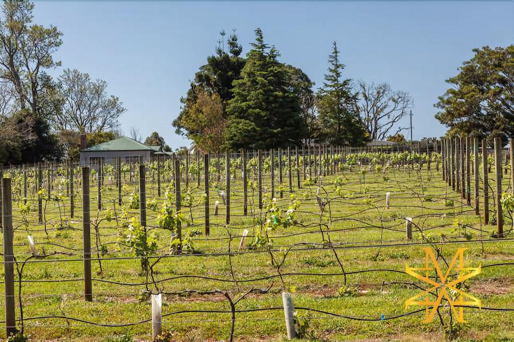 Mason Winery