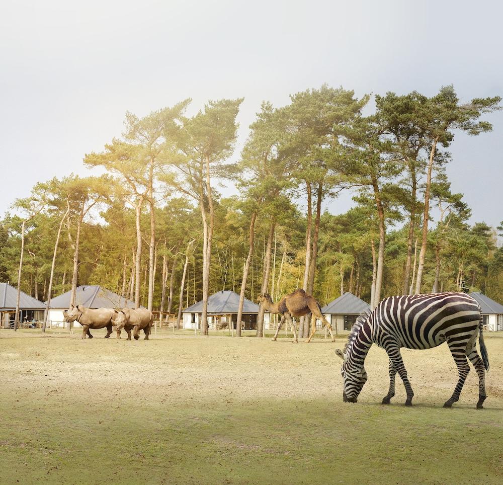 Safari Resort Beekse Bergen