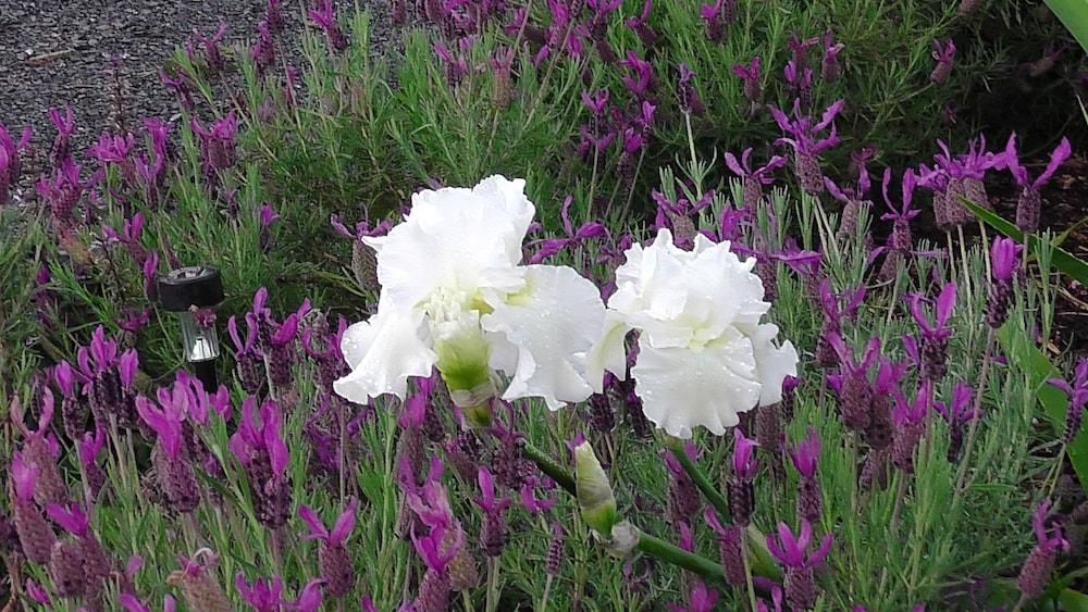 Lavender Vale
