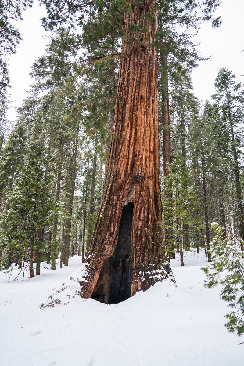 Hampton Oakhurst Yosemite