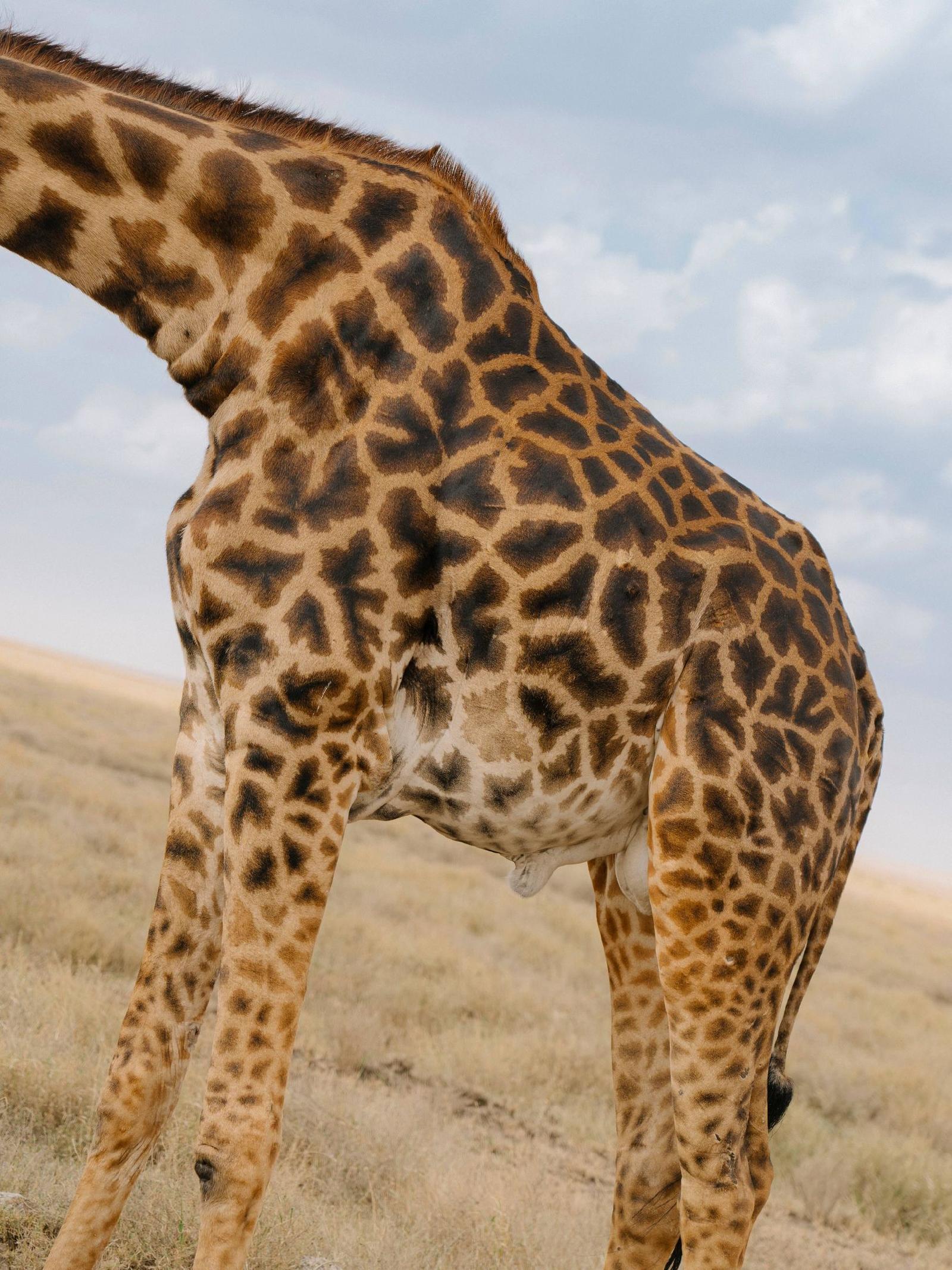 Ngorongoro Lodge Member of Melia Collection