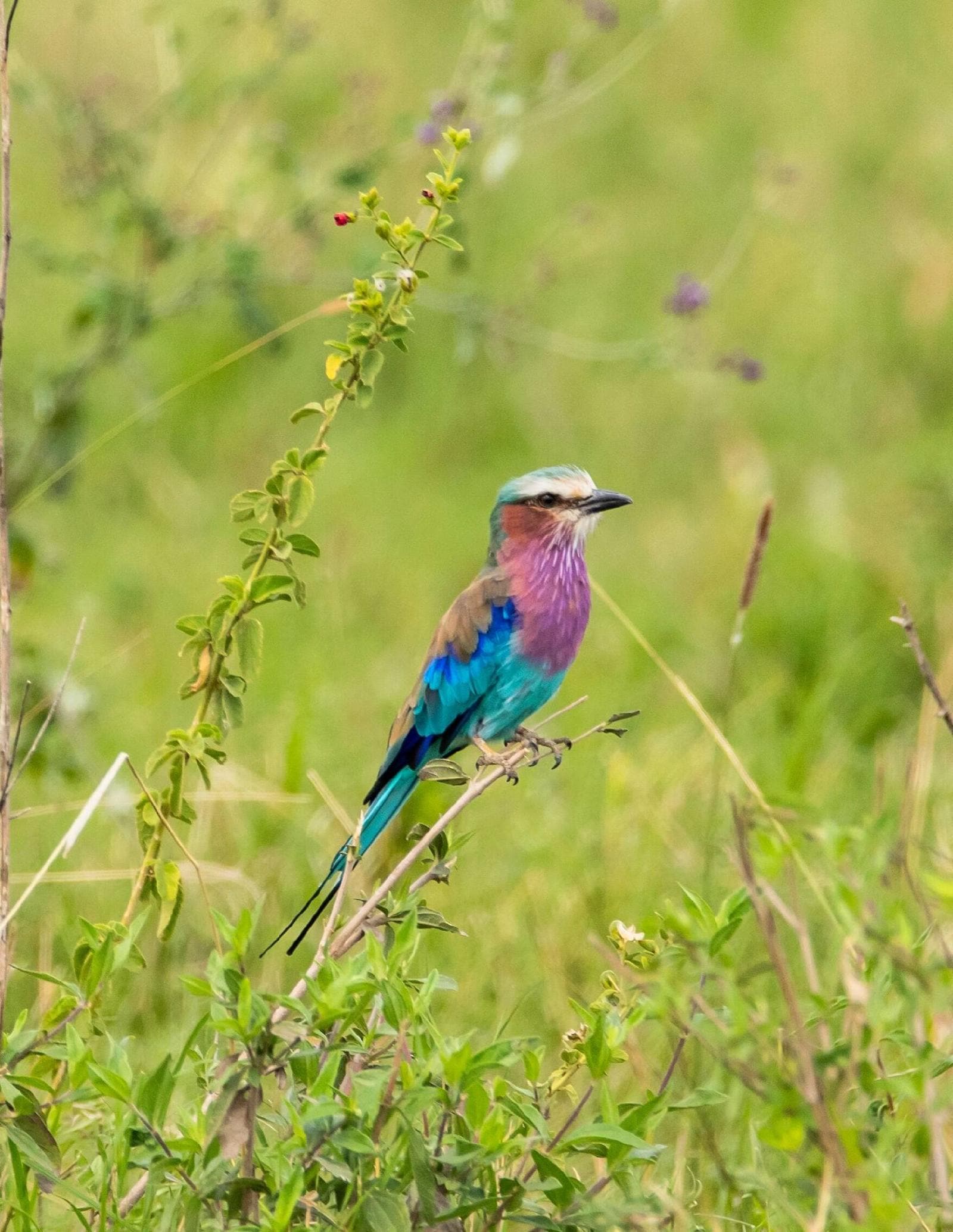 Ngorongoro Lodge Member of Melia Collection