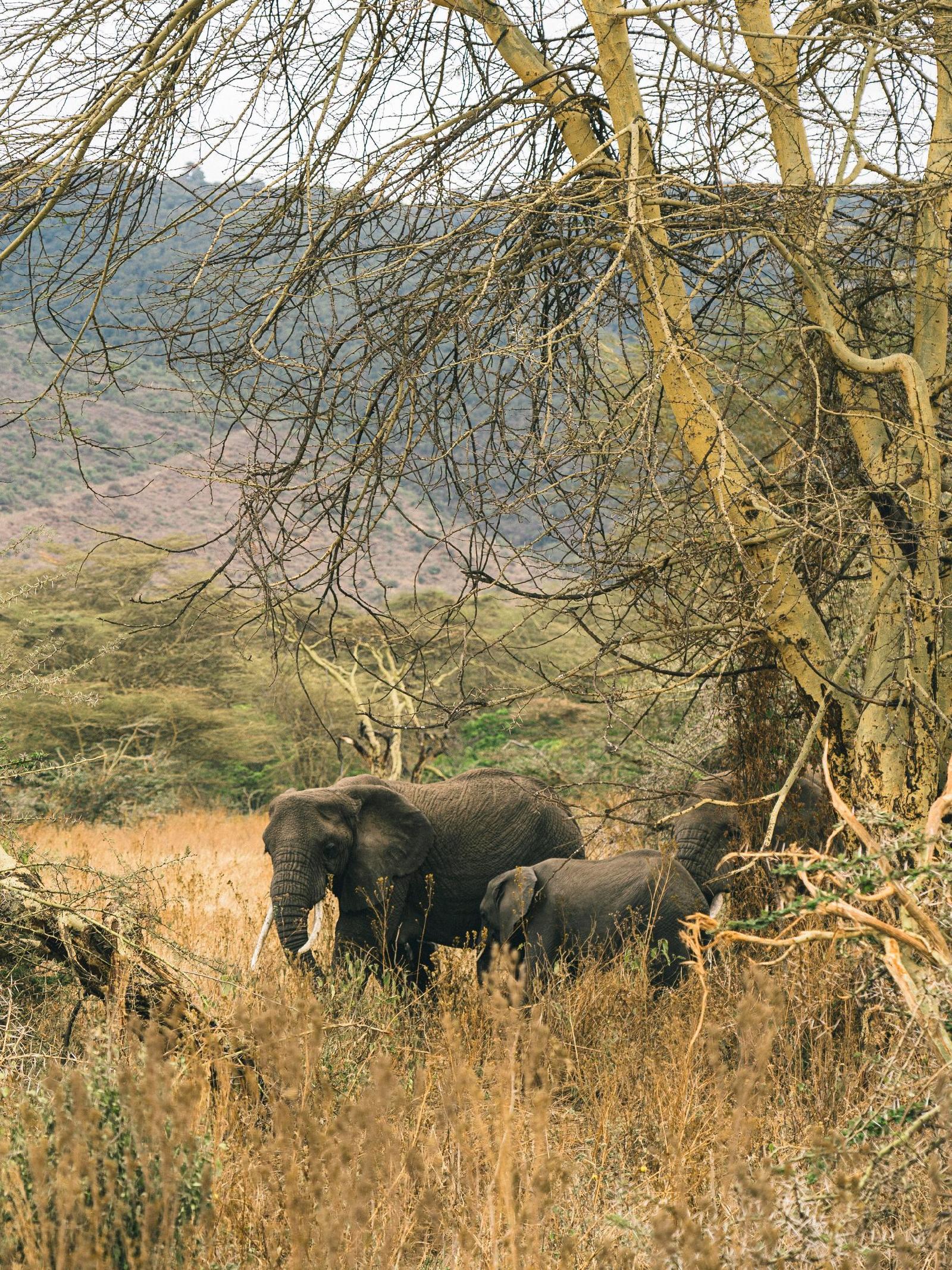 Ngorongoro Lodge Member of Melia Collection