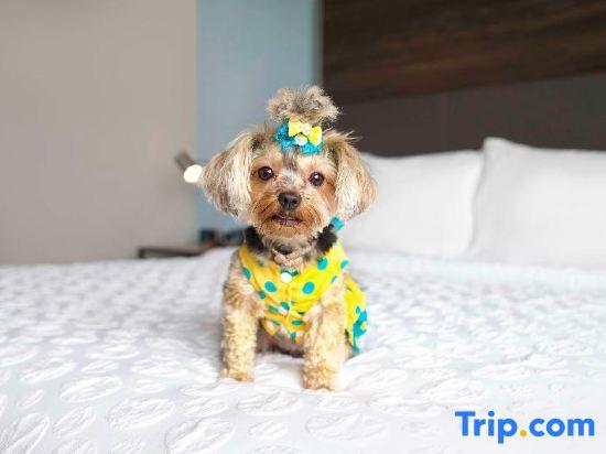 Tru by Hilton Toronto Airport West