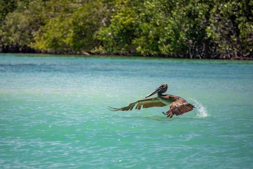 Nomade Holbox