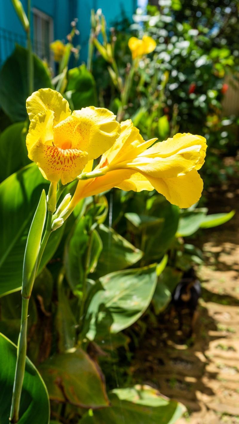 Pousada Flor Do Atlantico